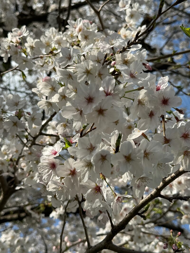 見沼田んぼの桜