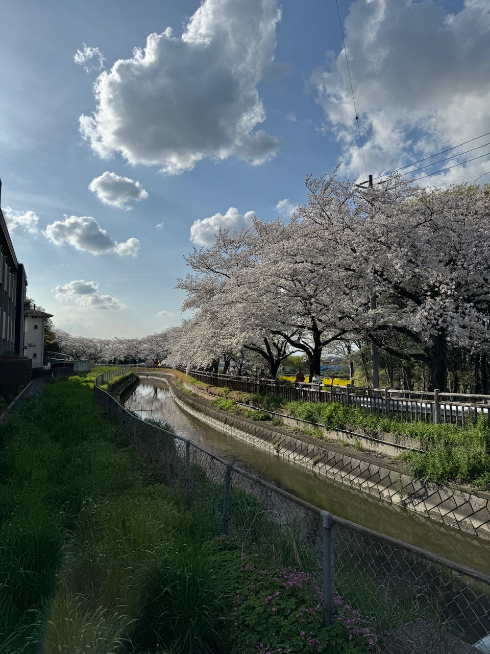見沼田んぼの桜回廊