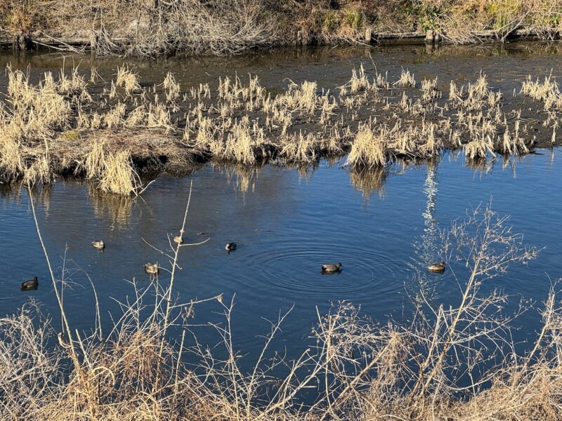 芝川の水鳥