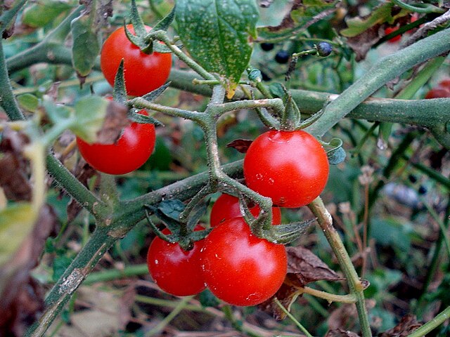 ミニトマト Wikimedia Commons