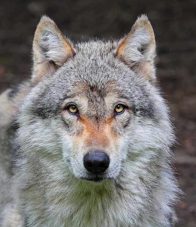 オオカミ Wikimedia Commons