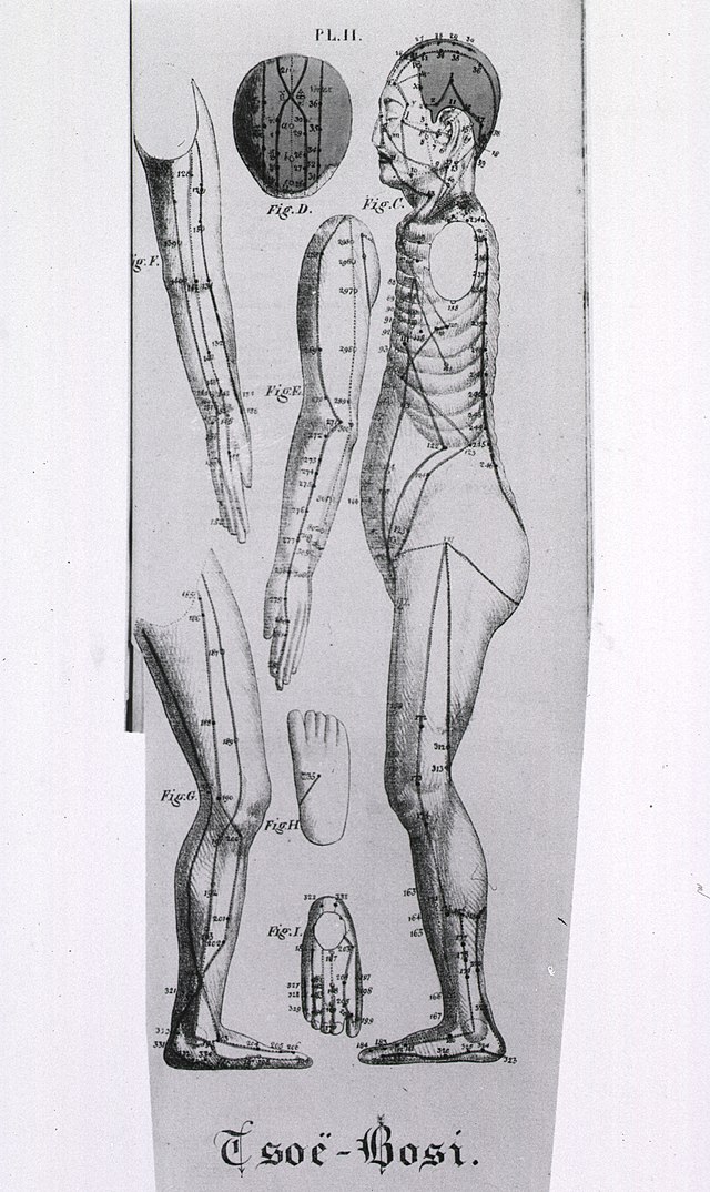鍼灸のツボ（出典Wikimedia Commons）