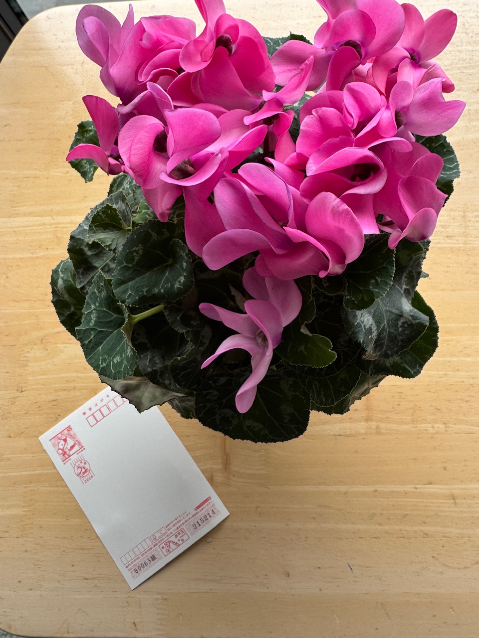 シクラメンと年賀状　keiryusai.net