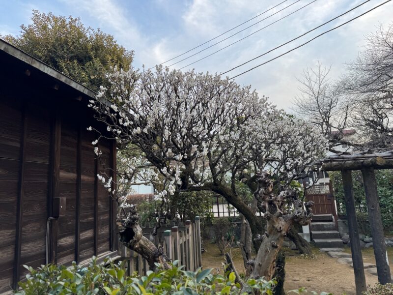 静勝寺の白梅　keiryusai.net
