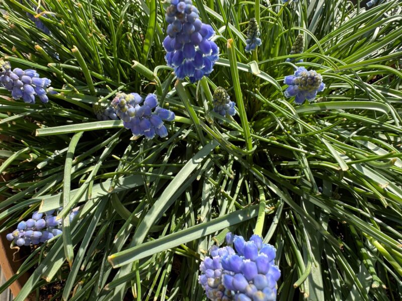 ムスカリkeiryusai.net