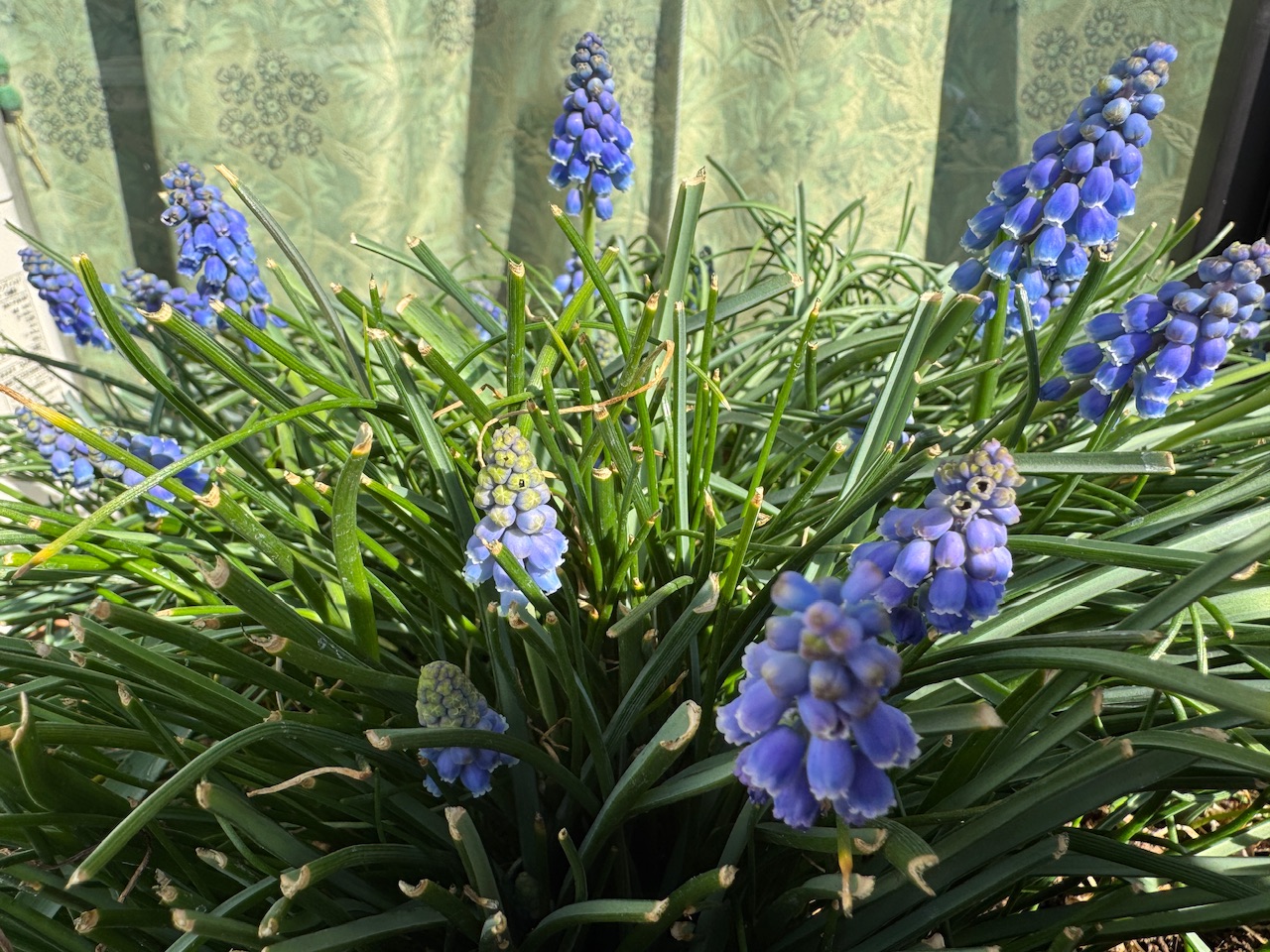 ムスカリkeiryusai.net