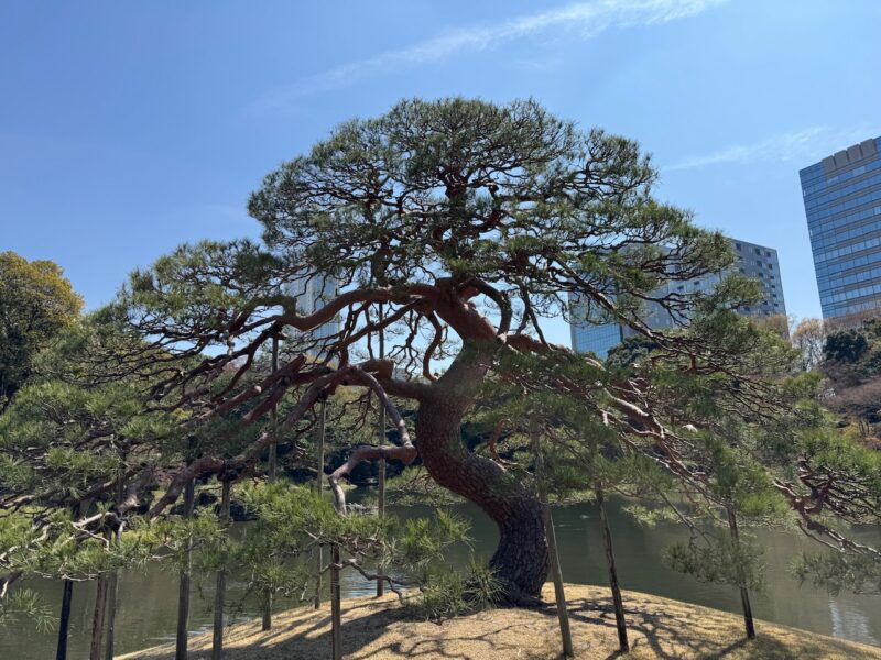 小石川後楽園 一つ松 keiryusai.net