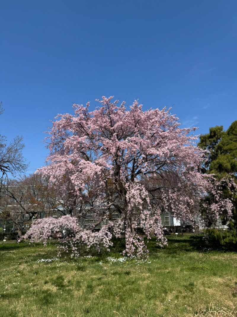 小石川植物園 keiryusai.net
