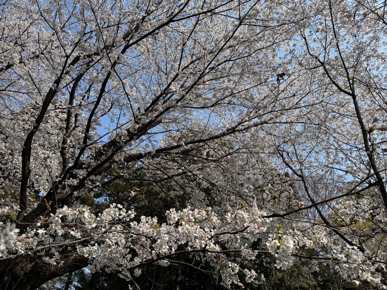 見沼桜回廊keiryusai.net