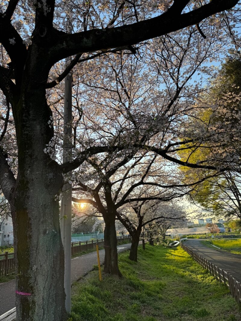 見沼桜回廊　keiryusai.net