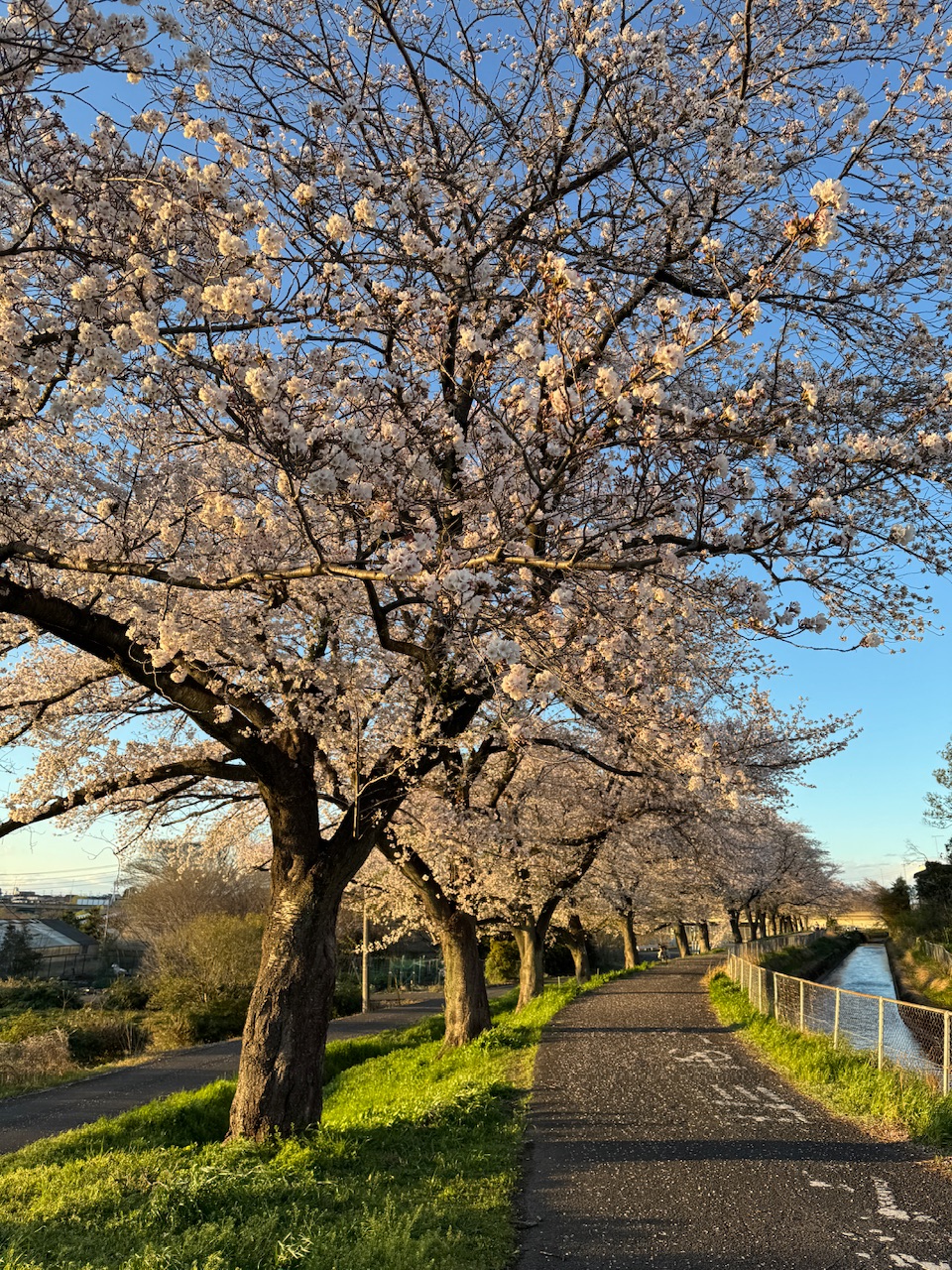 見沼桜回廊　keiryusai.net