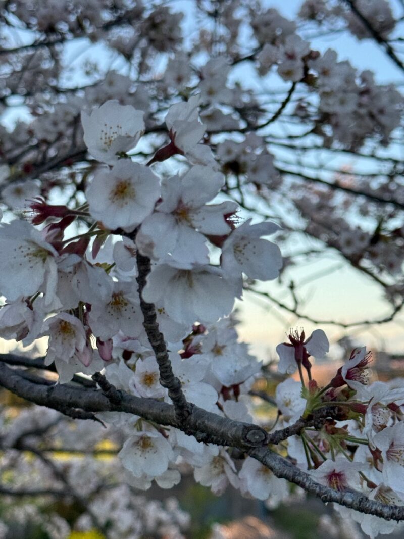 見沼桜回廊　keiryusai.net