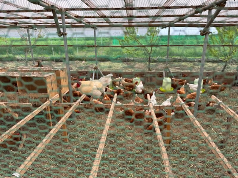 養鶏場の鶏 keiryusai.net