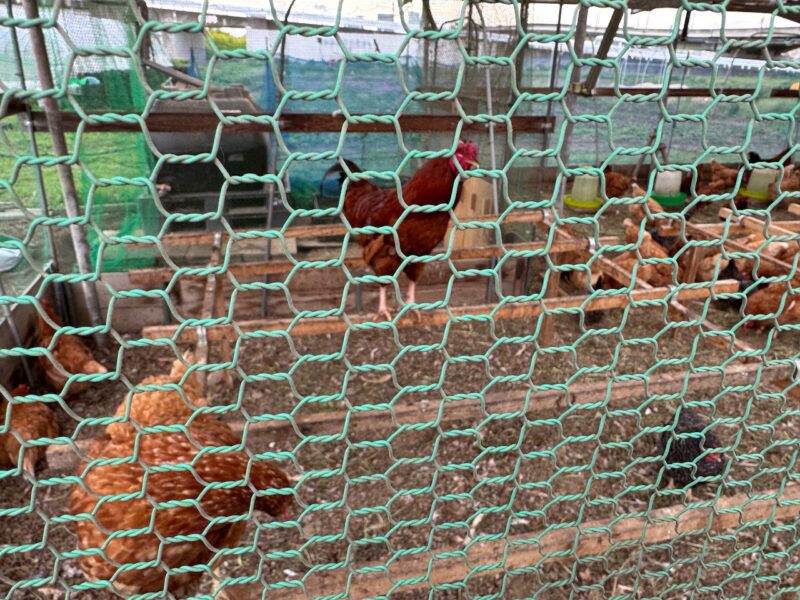 養鶏場の鶏 keiryusai.net