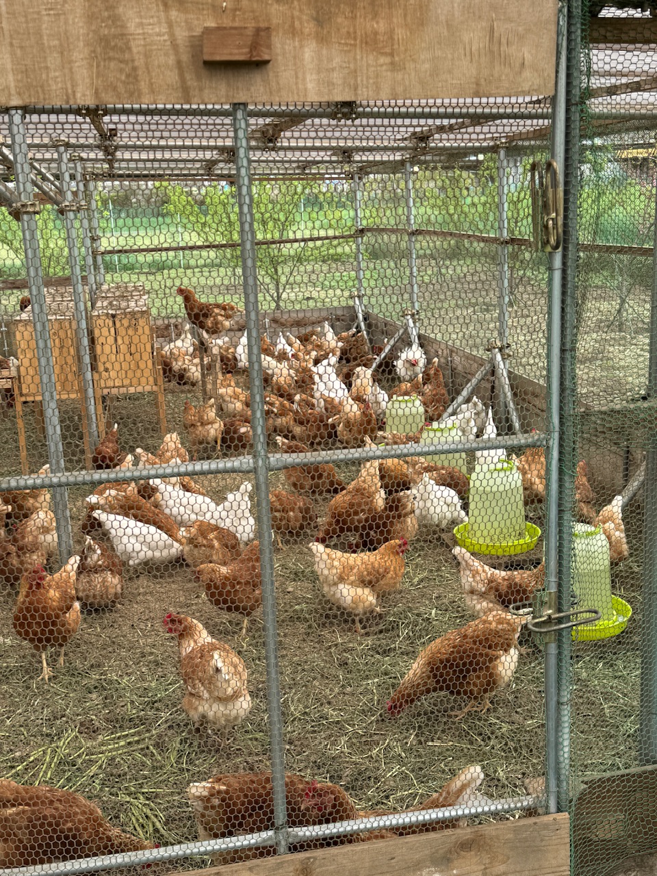 養鶏場の鶏　keiryusai.net