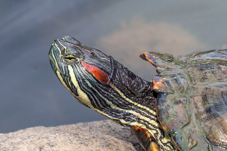 アカミミガメ（出典 Wikimedia commons）