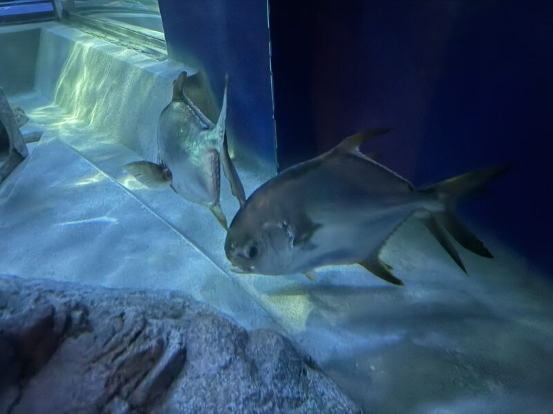 しながわ水族館 keiryusai.net