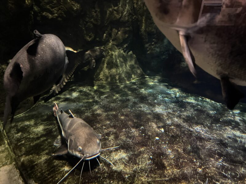 しながわ水族館 keiryusai.net